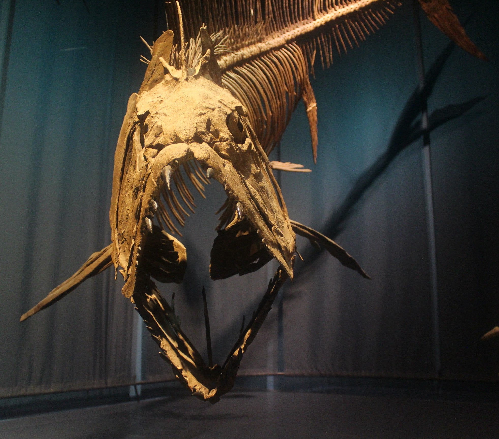 Xiphactinus Vertebra - Handheld Specimens