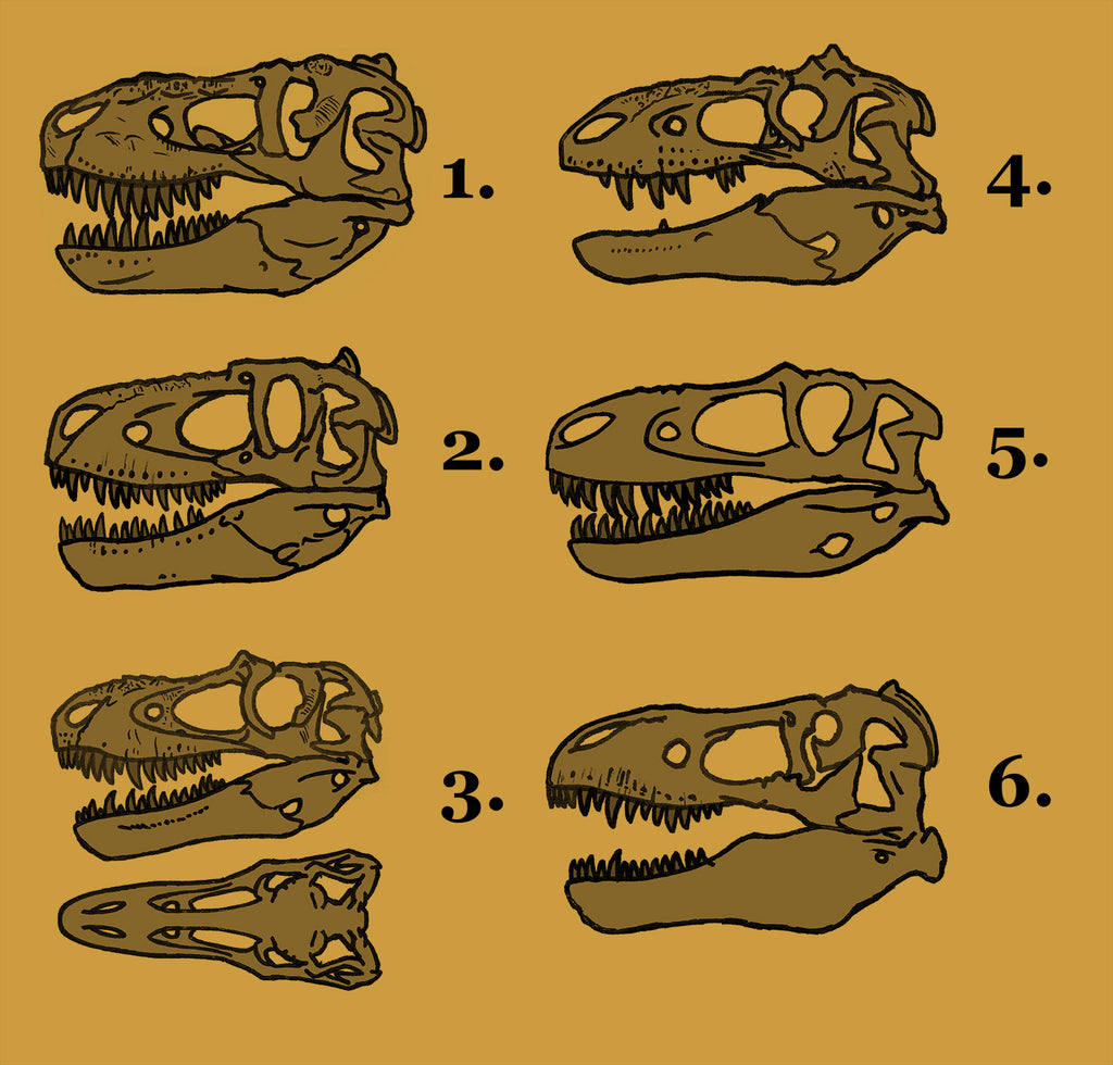 Evolution Favored Skull Strength Tyrannosauridae Frequently Asked Questions