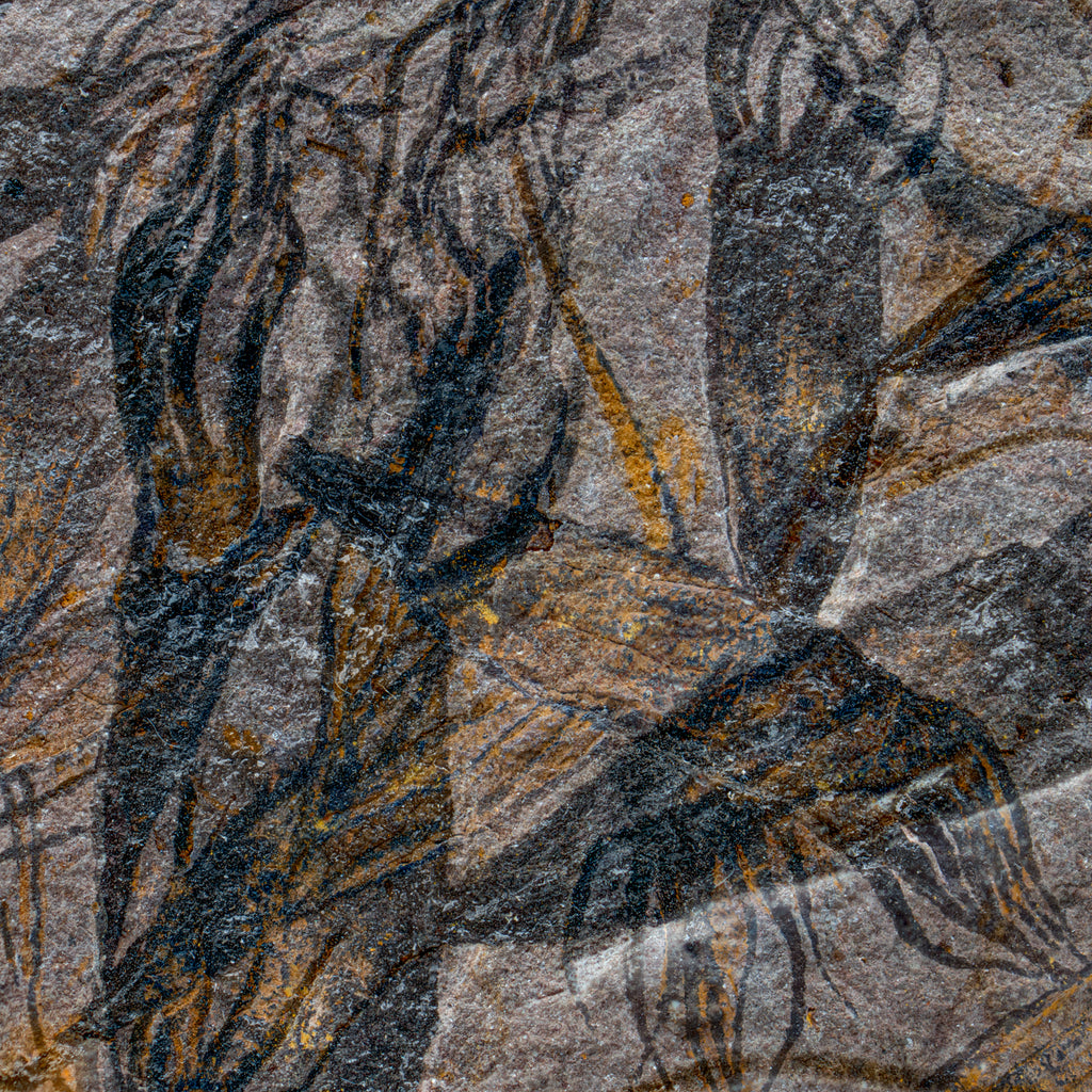 14" Ordovician Eocrinoid Fossil Plate