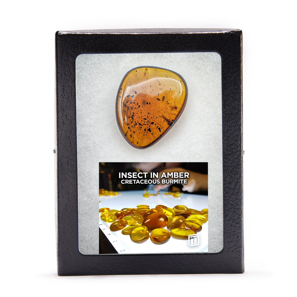 洋楽 bugs in amber rocketship leters 40 Million Year Old Baltic Amber With Unusual Insect / Amber