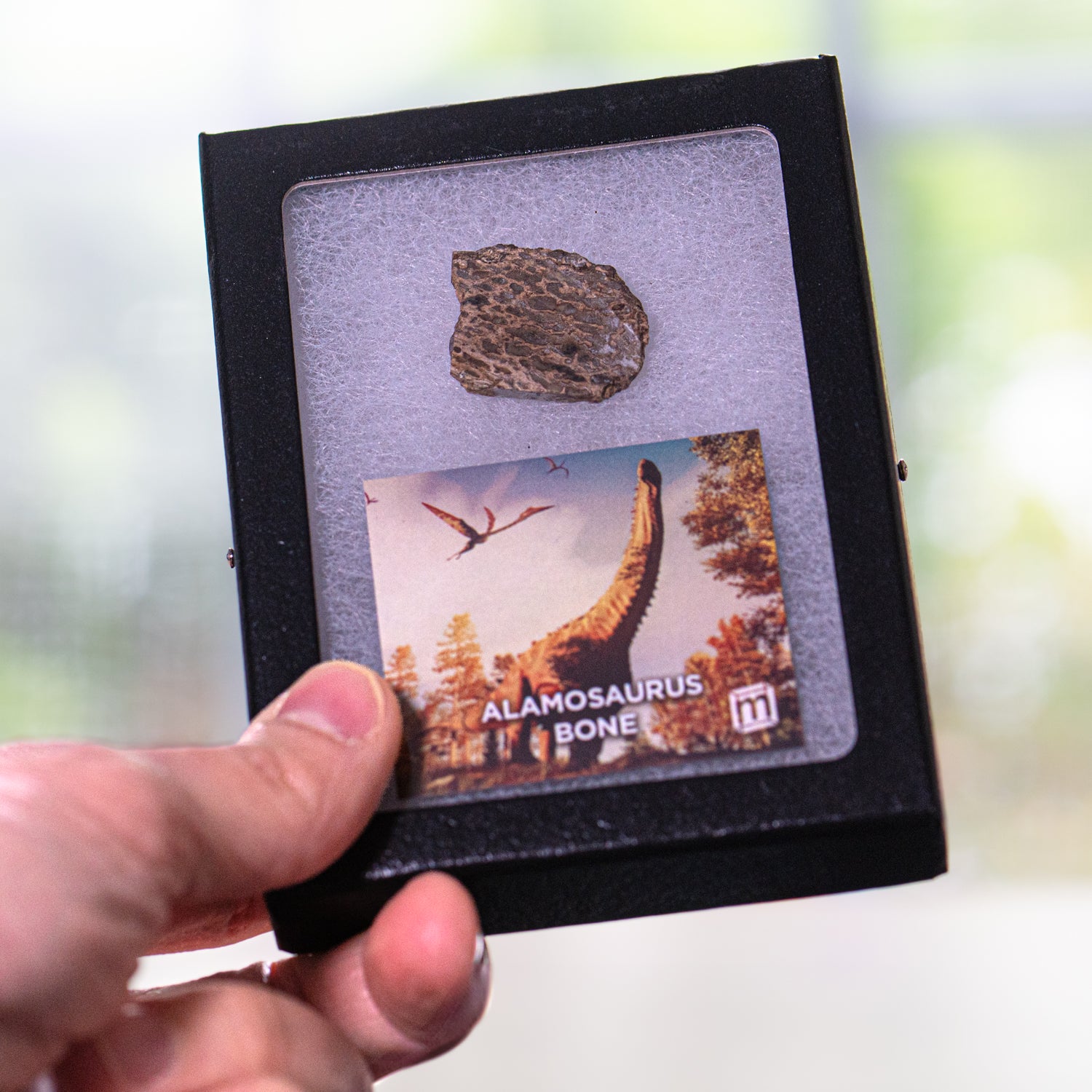 Alamosaurus Bone - Classic Riker Display Case Fragment