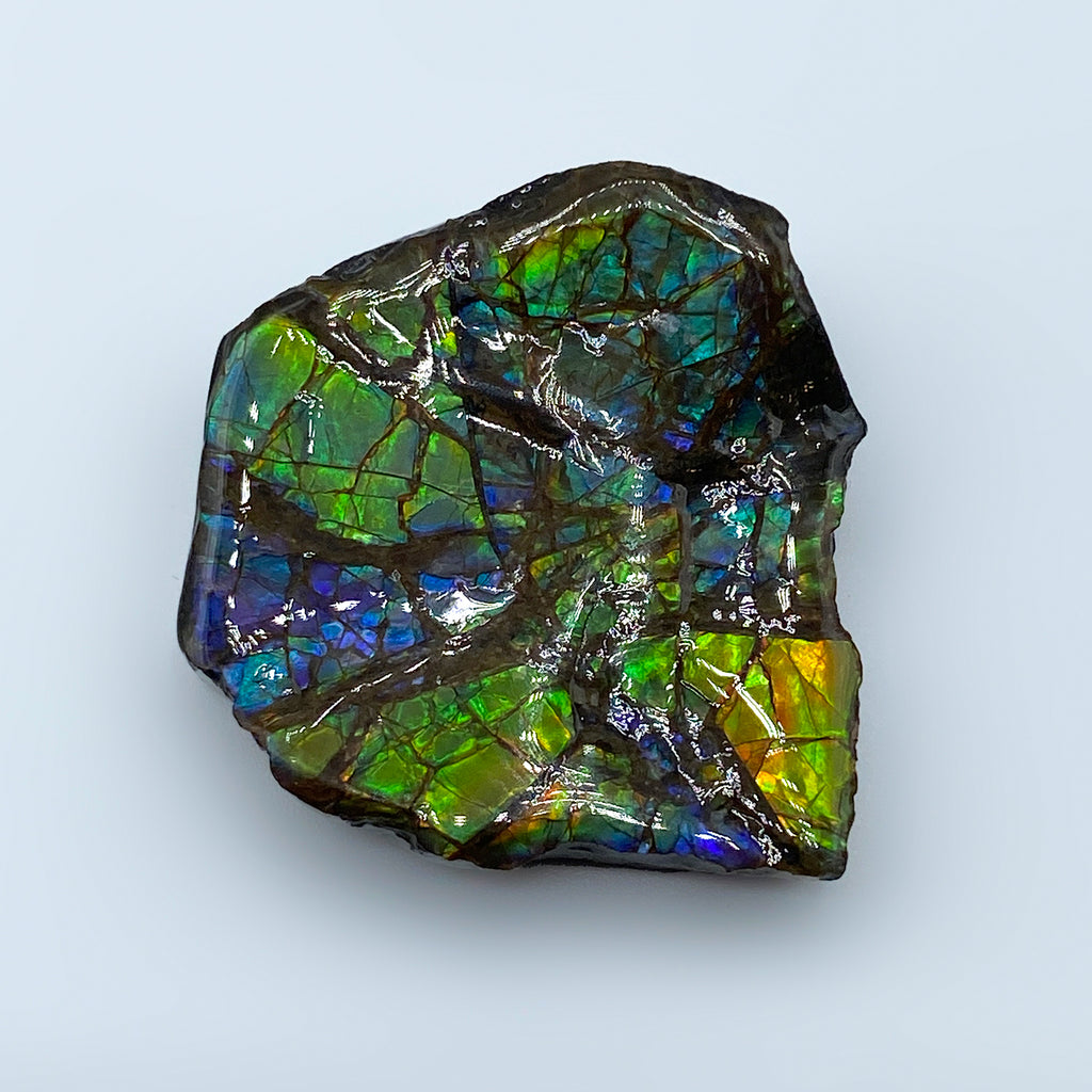 Rainbow Fossil Ammolite Gem Quality Ammonite Collectible Fossil ...