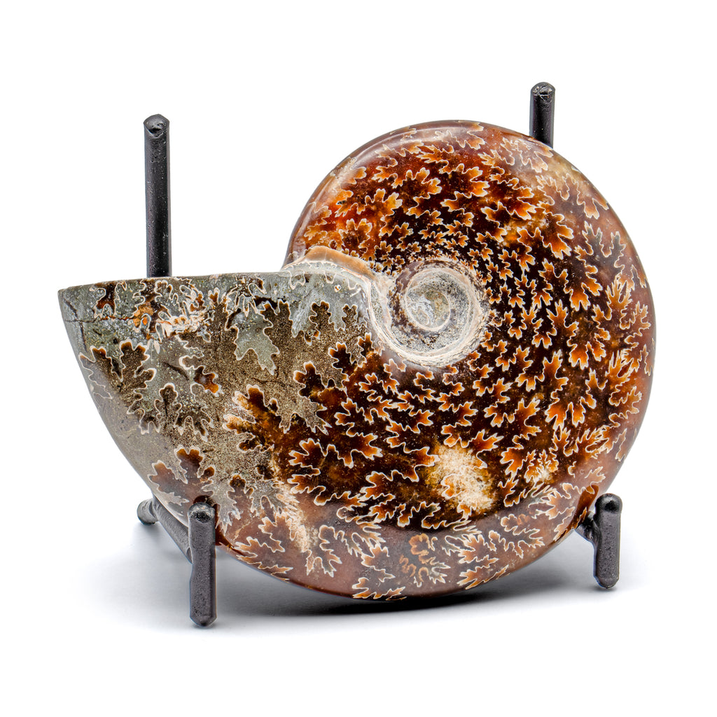 Polished Handheld Ammonite - Cleoniceras