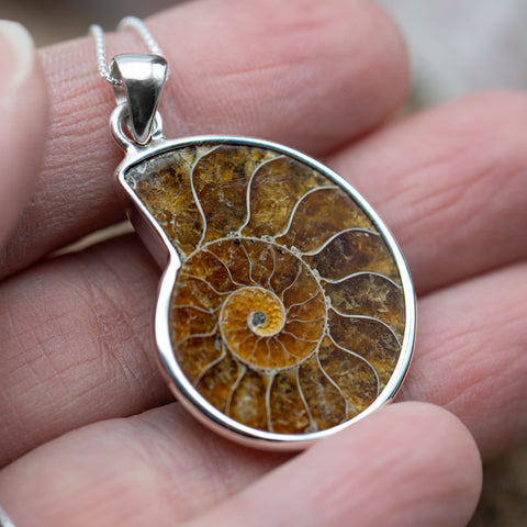 Ammonite Fossil Jewelry Necklaces and Earrings Mini Museum