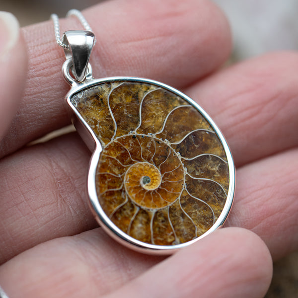 Ammonite Fossil Jewelry - Necklaces and Earrings - Mini Museum