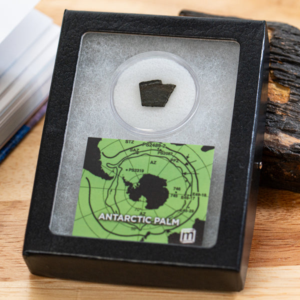 Fossile Pflanzen aus dem Karbon