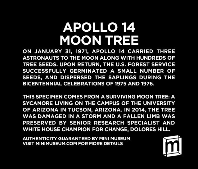 Apollo 14 Moon Tree - NASA Mission-Flown Collectible Specimen ...