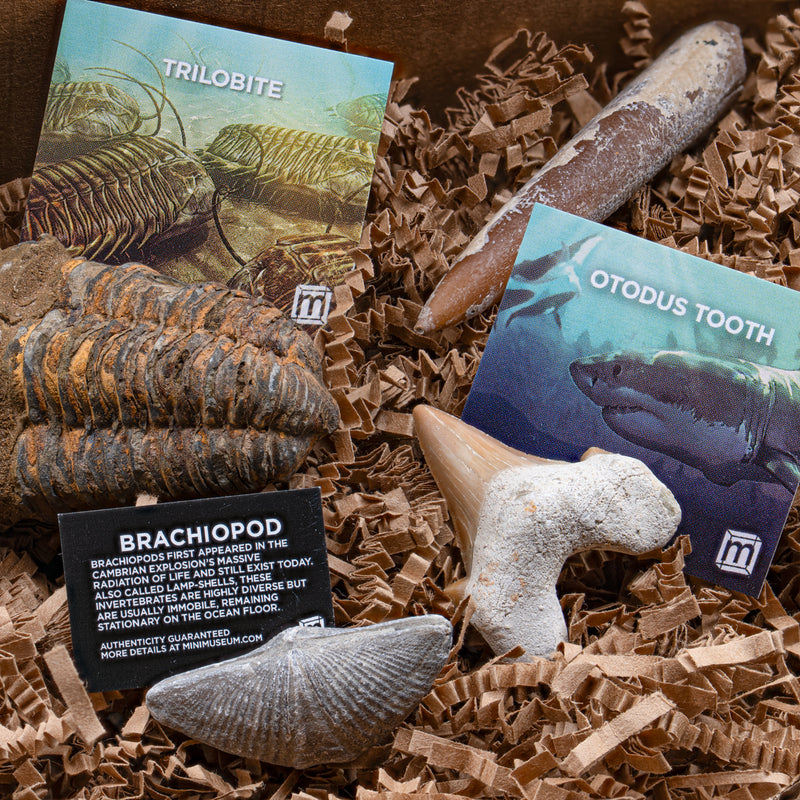 Aquatic Adventures Mini Museum Mystery Box - Series #1 - Ocean Fossils