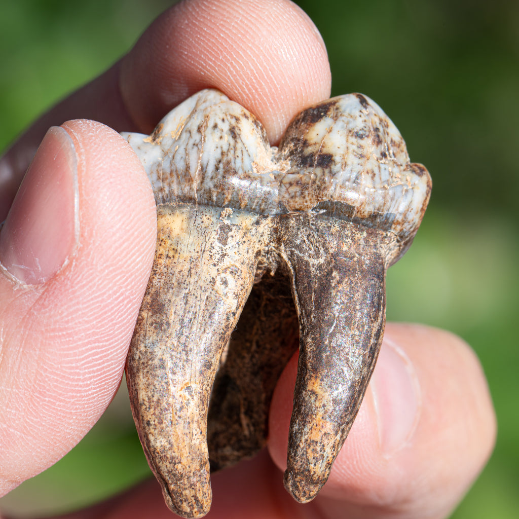 Cave Bear Tooth - SOLD 1.37