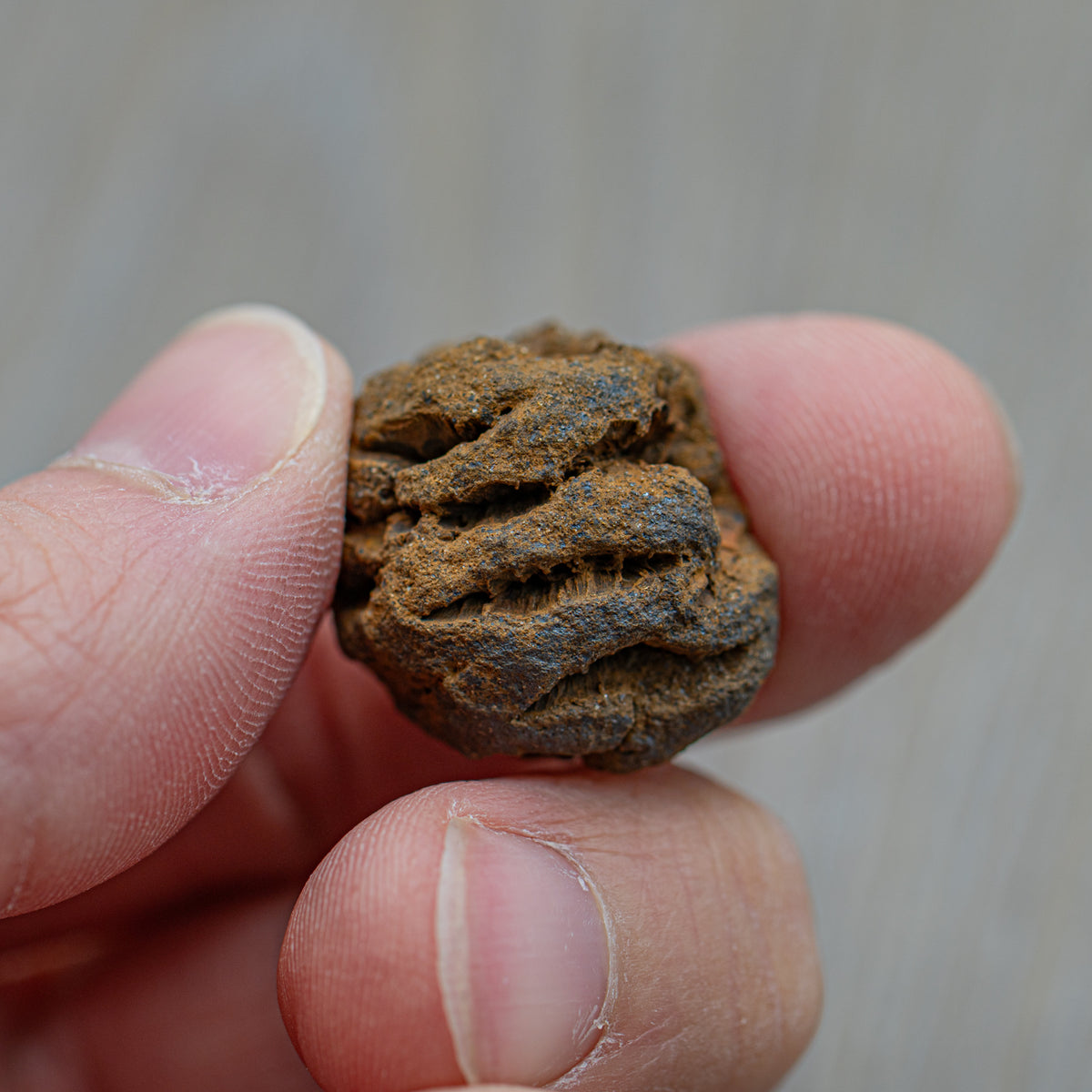 charm-box-hell-creek-cone-MAIN