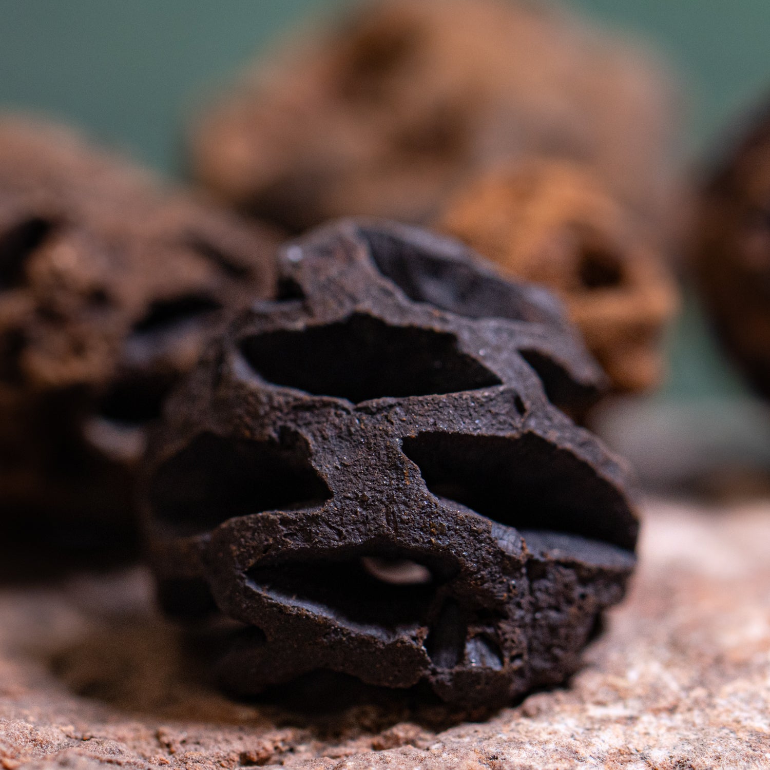 Hell Creek Dawn Redwood - Fossilized Metasequoia Cones - Mini Museum