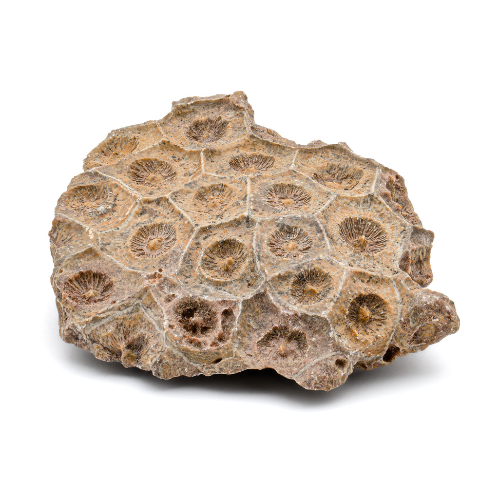 Devonian Fossil Coral