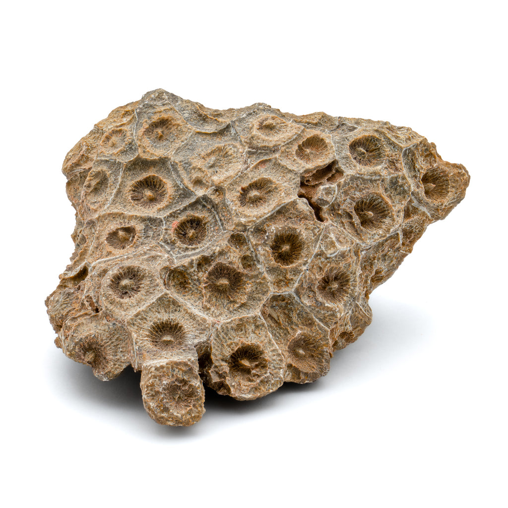 Fossil coral specimen from Morocco