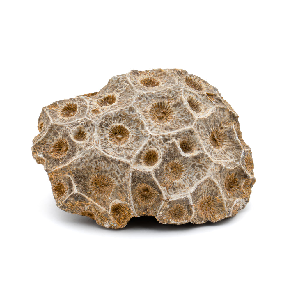 Devonian Fossil Coral