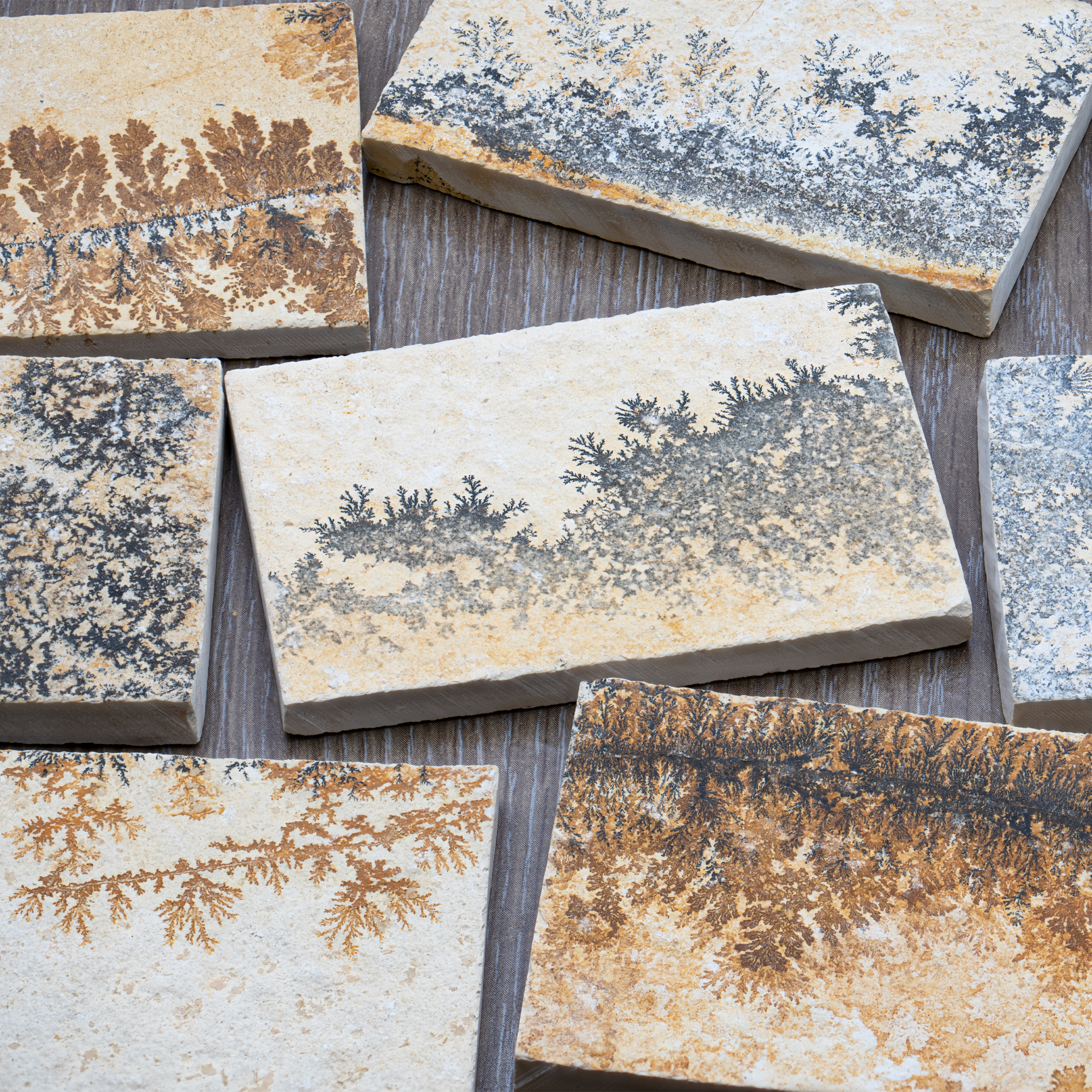 dendrite-portraits-desk-01-