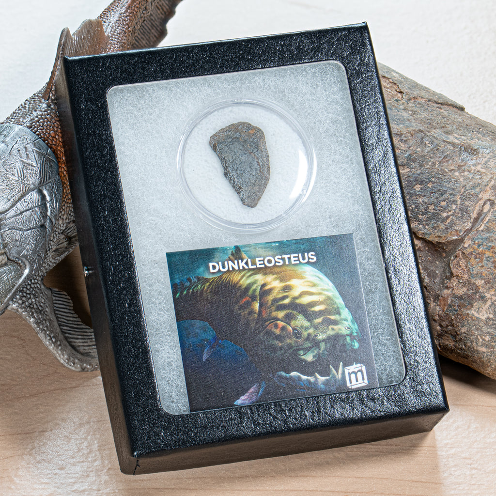 Dunkleosteus - Skull Fossil Fragment