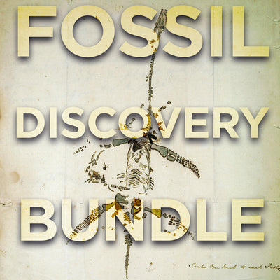 Mary Anning's Fossil Discovery Bundle - Authentic Fossils