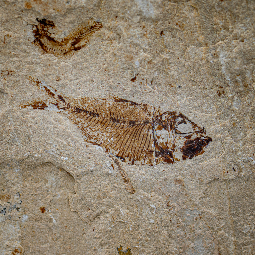 Cretaceous Era Fossil Fish - Sannine Formation