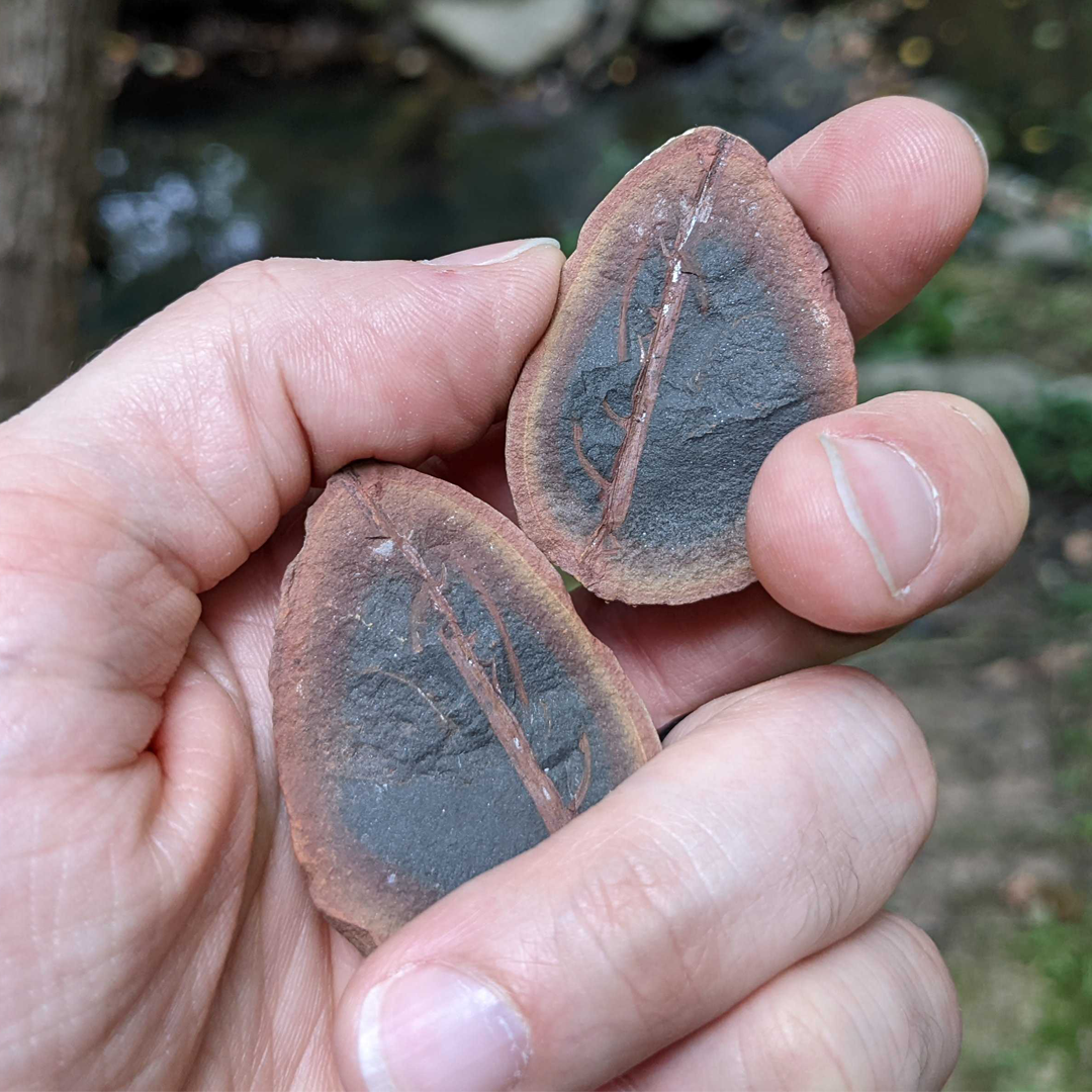 Mazon Creek Shrimp Molt - SOLD 1.87