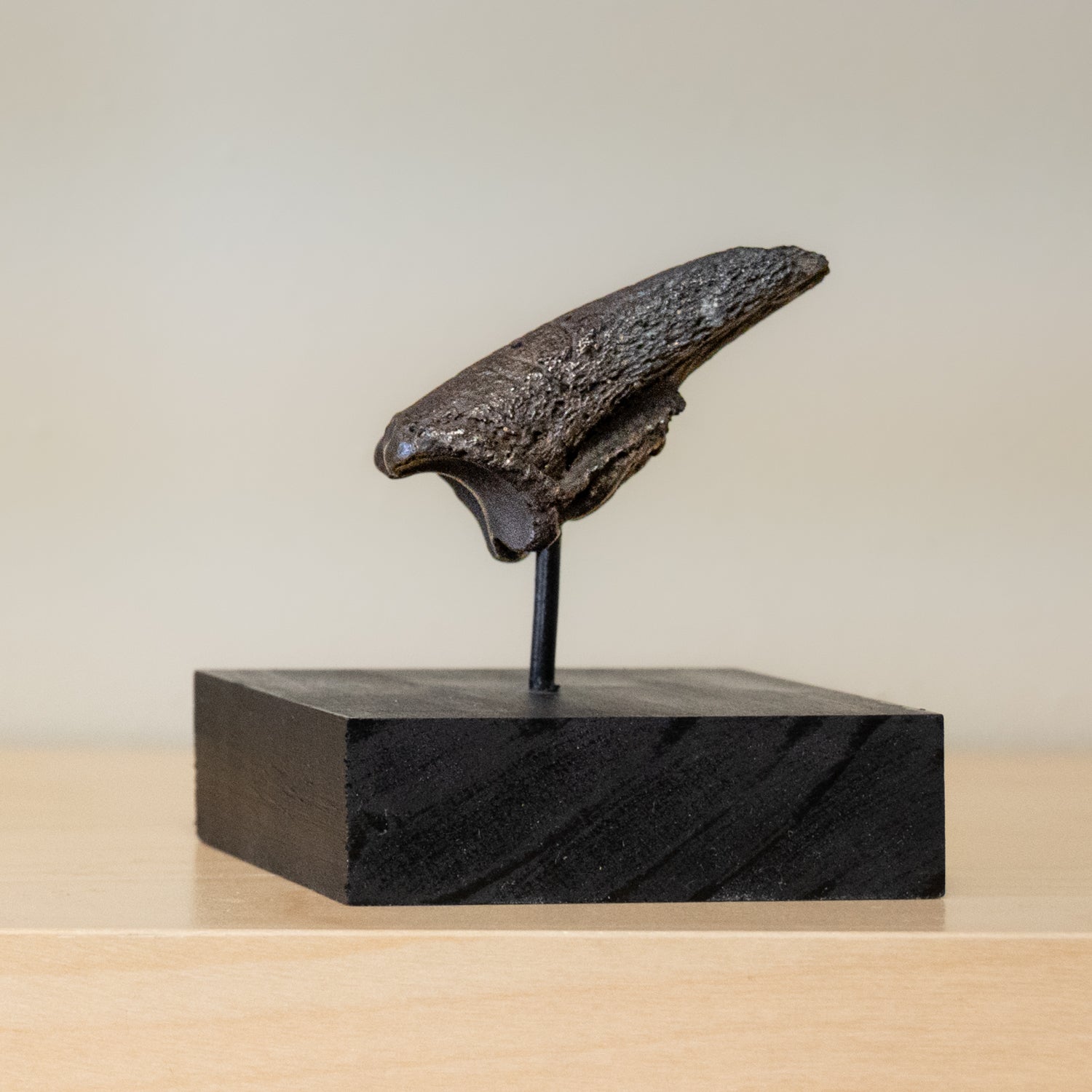 Glyptodon Claw - SOLD 1.60
