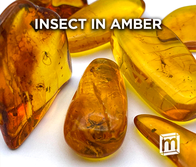Baltic Insect in Amber, Includes Display Case - Mini Museum