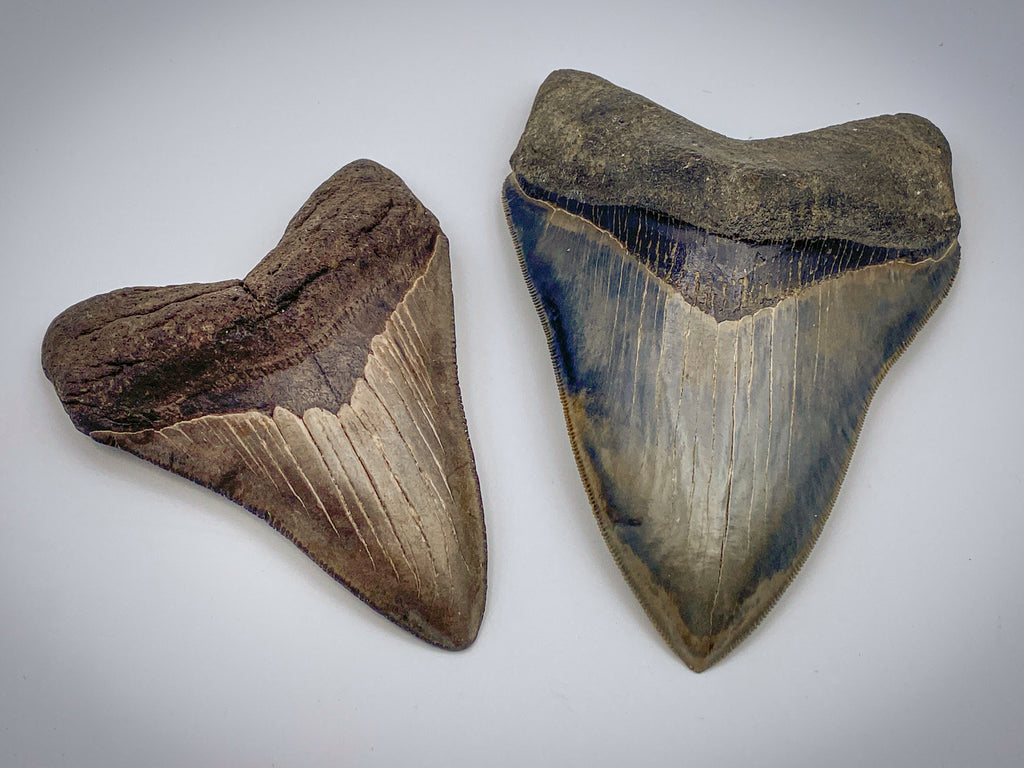Megalodon Natural Fossil Teeth - Mini Museum