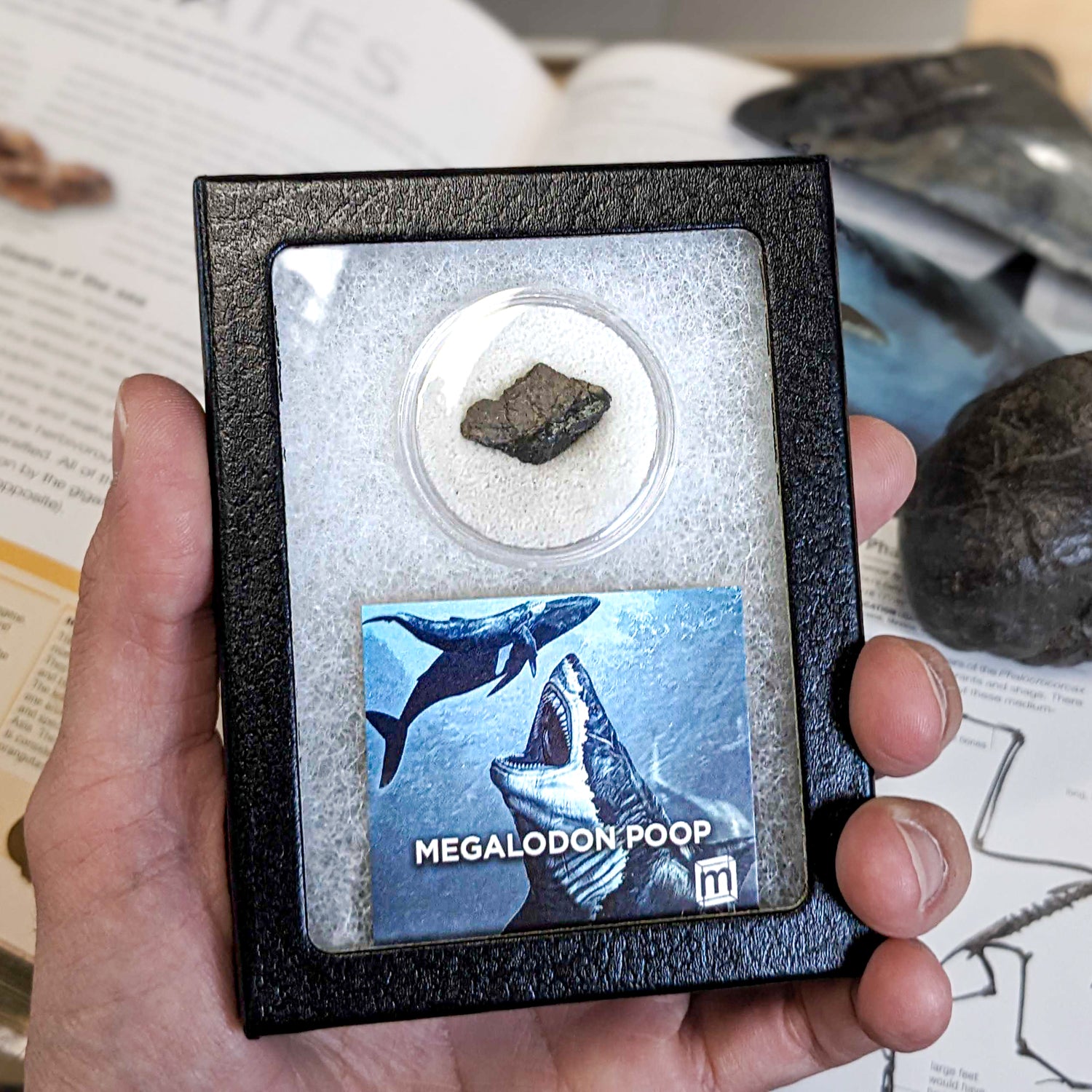 Megalodon Poop - Coprolite Specimen - Mini Museum