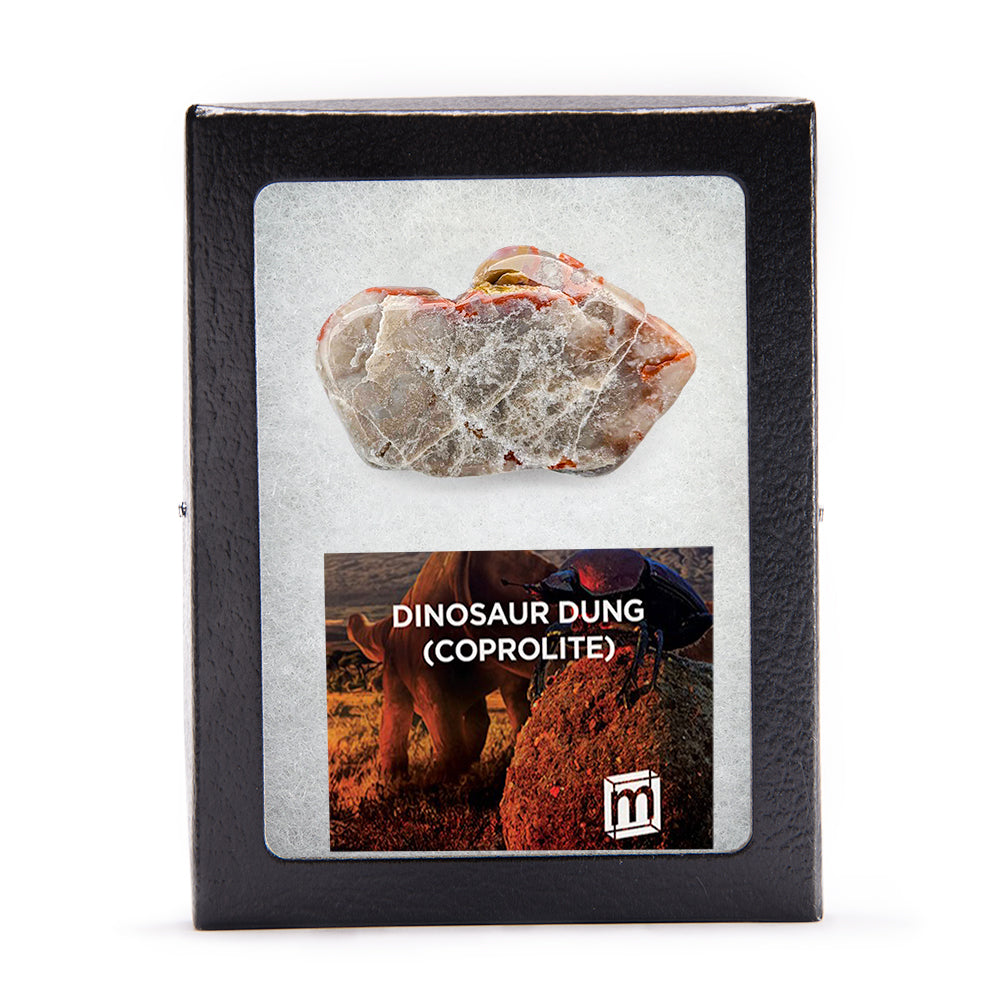 Polished Dinosaur Dung (Coprolite) Slice
