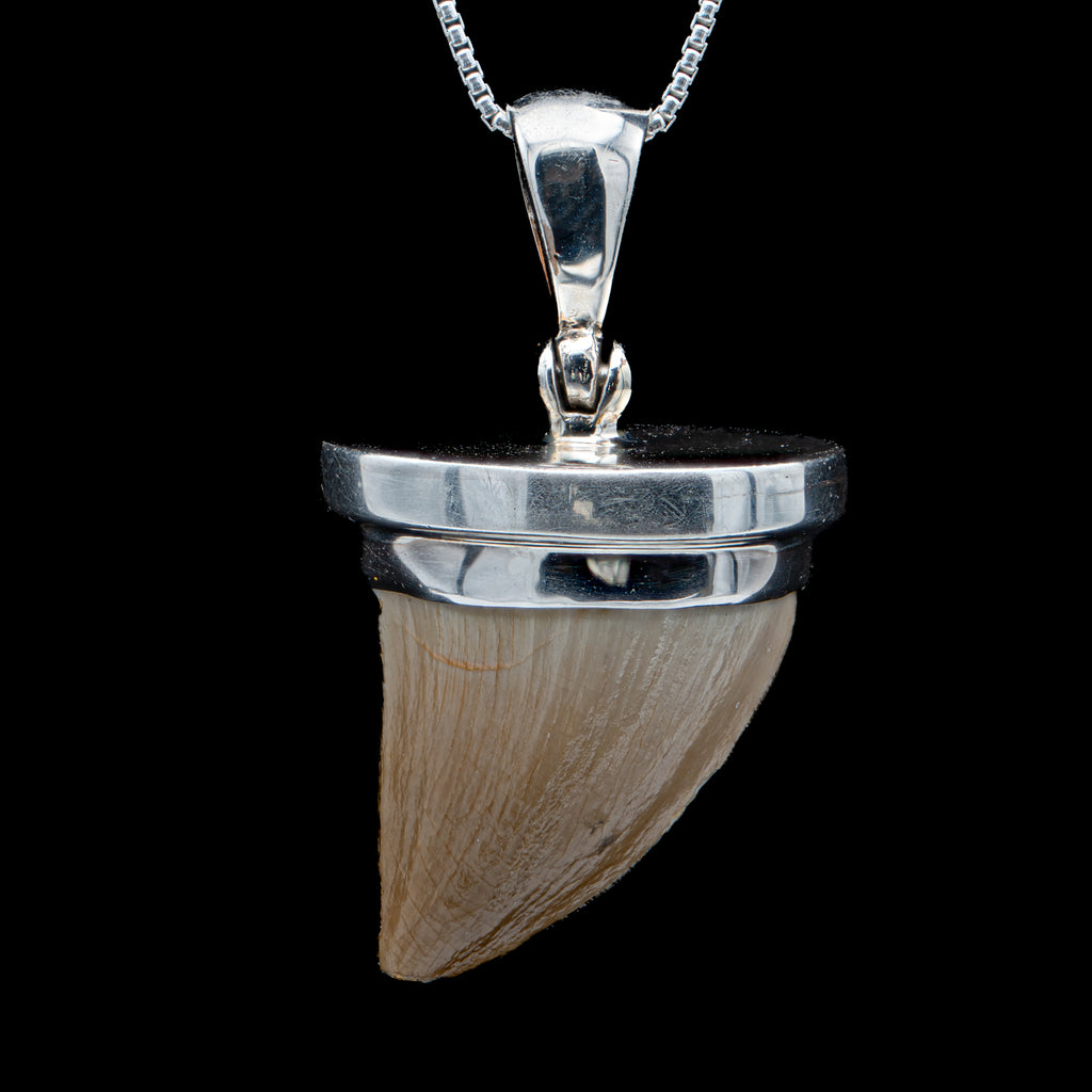 Mosasaur Tooth Jewelry - Main Image