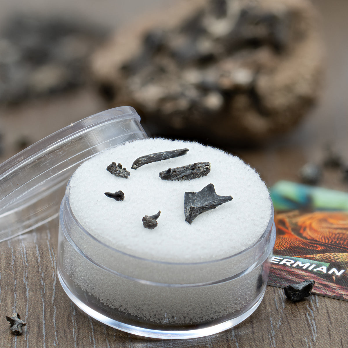 小物 Somnium fragment Altasaurus Bone Fragment | Waikato Crystals