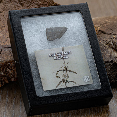 Plesiosaur Paddle Fossil