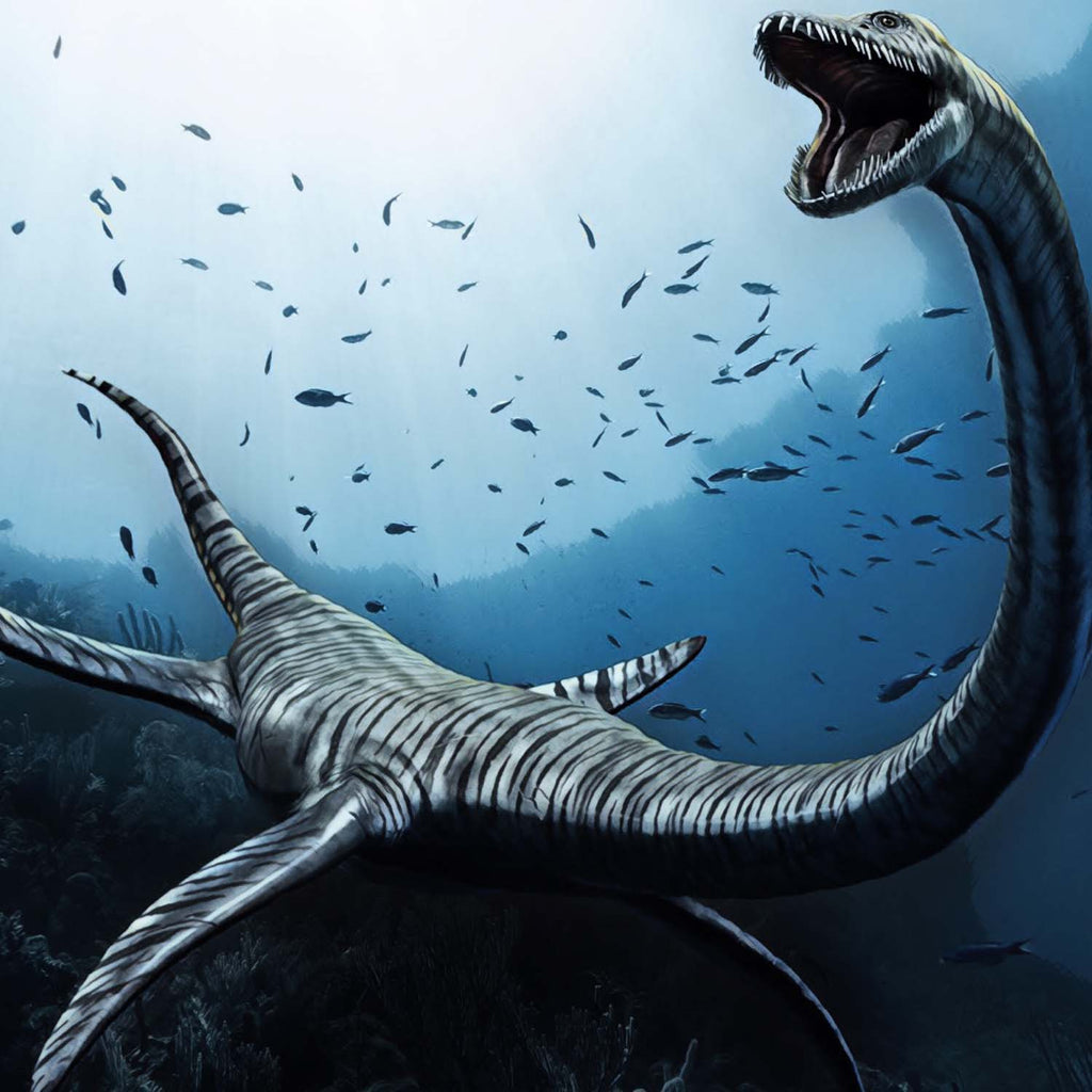 Plesiosaur Vertebra - SOLD Large Vertebra 3.63"