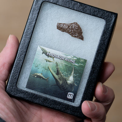 Pliosaur Bone