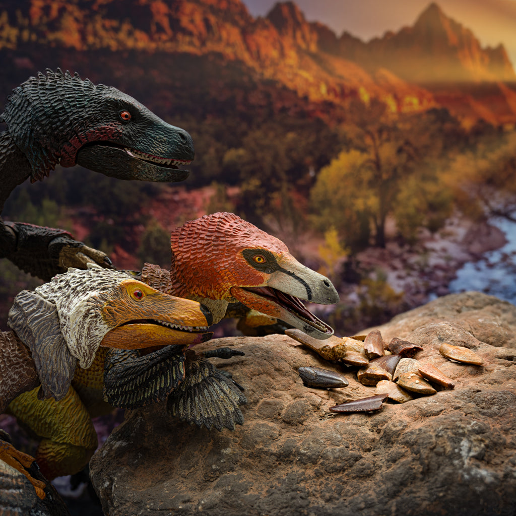 Raptor Teeth Collectible Specimens in Classic Riker Box Display Case ...