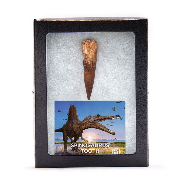 Spinosaurus Fossil Tooth Authentic Mineralized Fossil Mini Museum