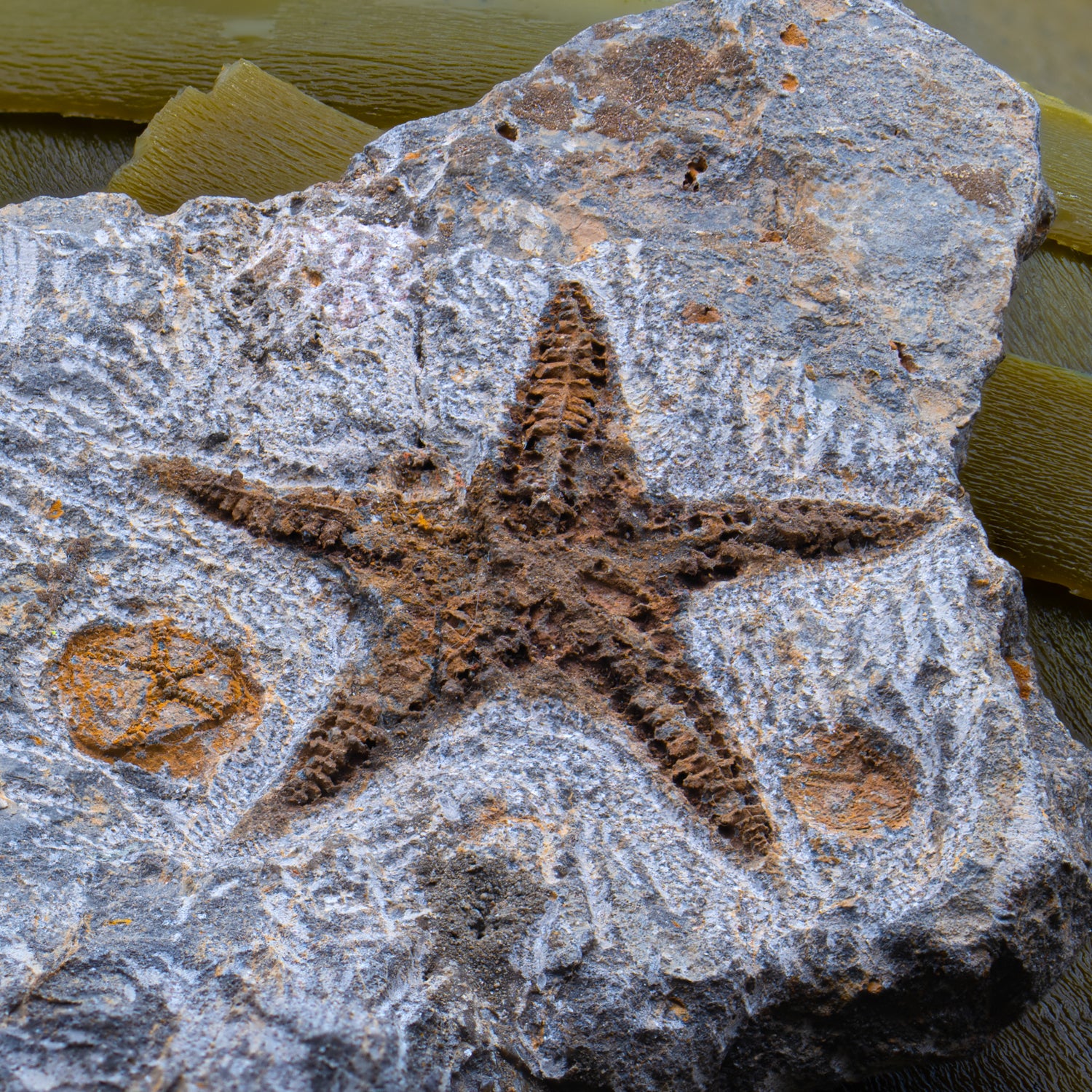 Fossil Starfish - Mini Museum