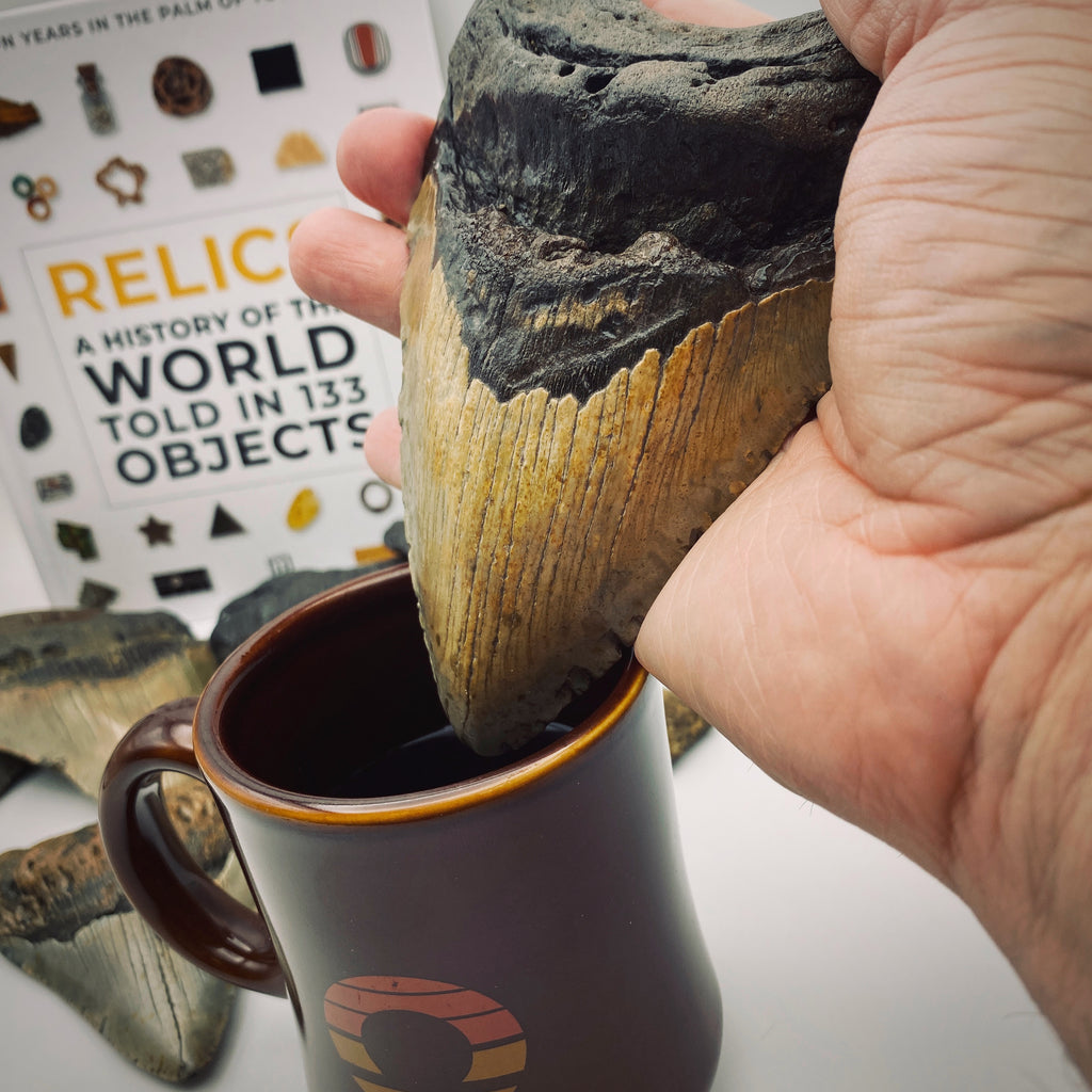 Megalodon 5.21" Natural Specimen - Mini Museum