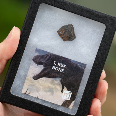 Tyrannosaurus Rex Bone