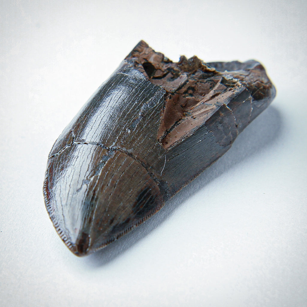 Tyrant King Pocket Fossil: 3D Printed Tyrannosaurus Rex Tooth Made with ...