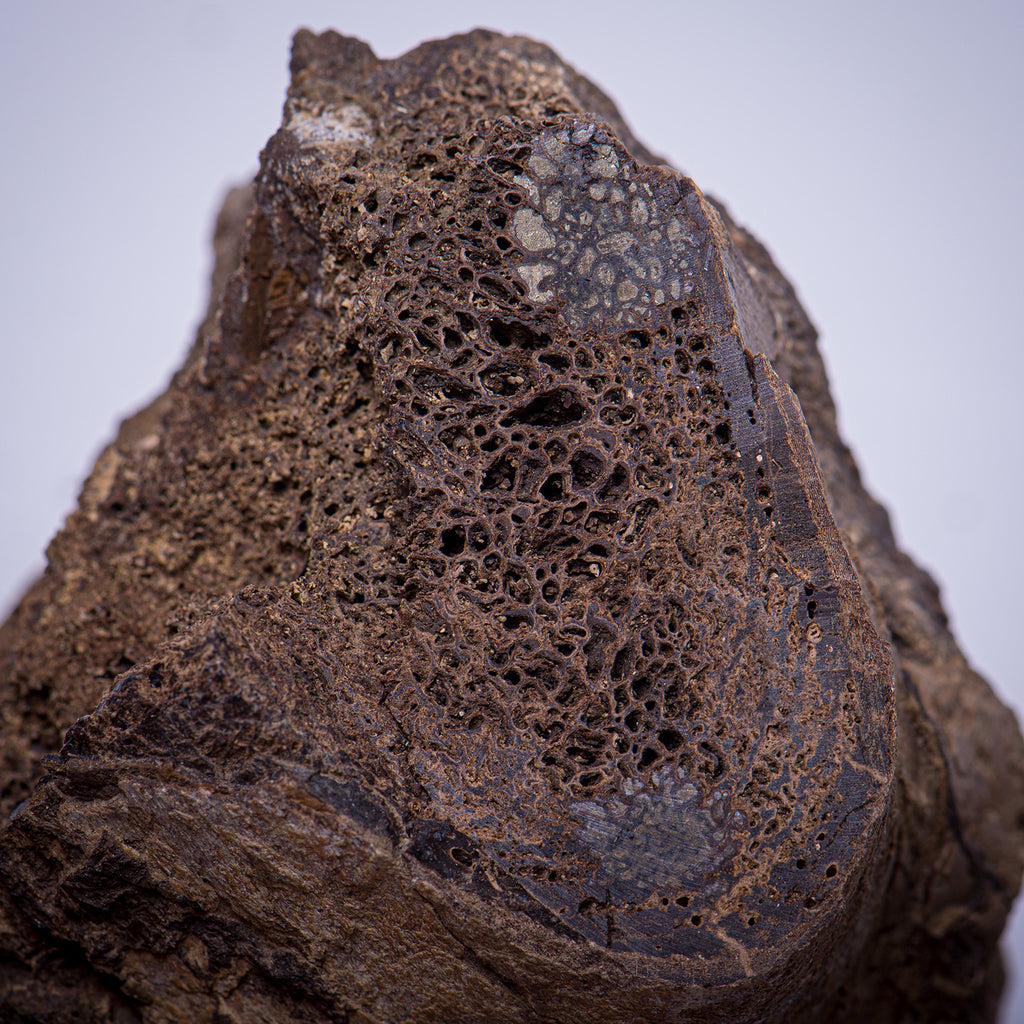 Tyrant King Pocket Fossil: 3D Printed Tyrannosaurus Rex Tooth Made with ...
