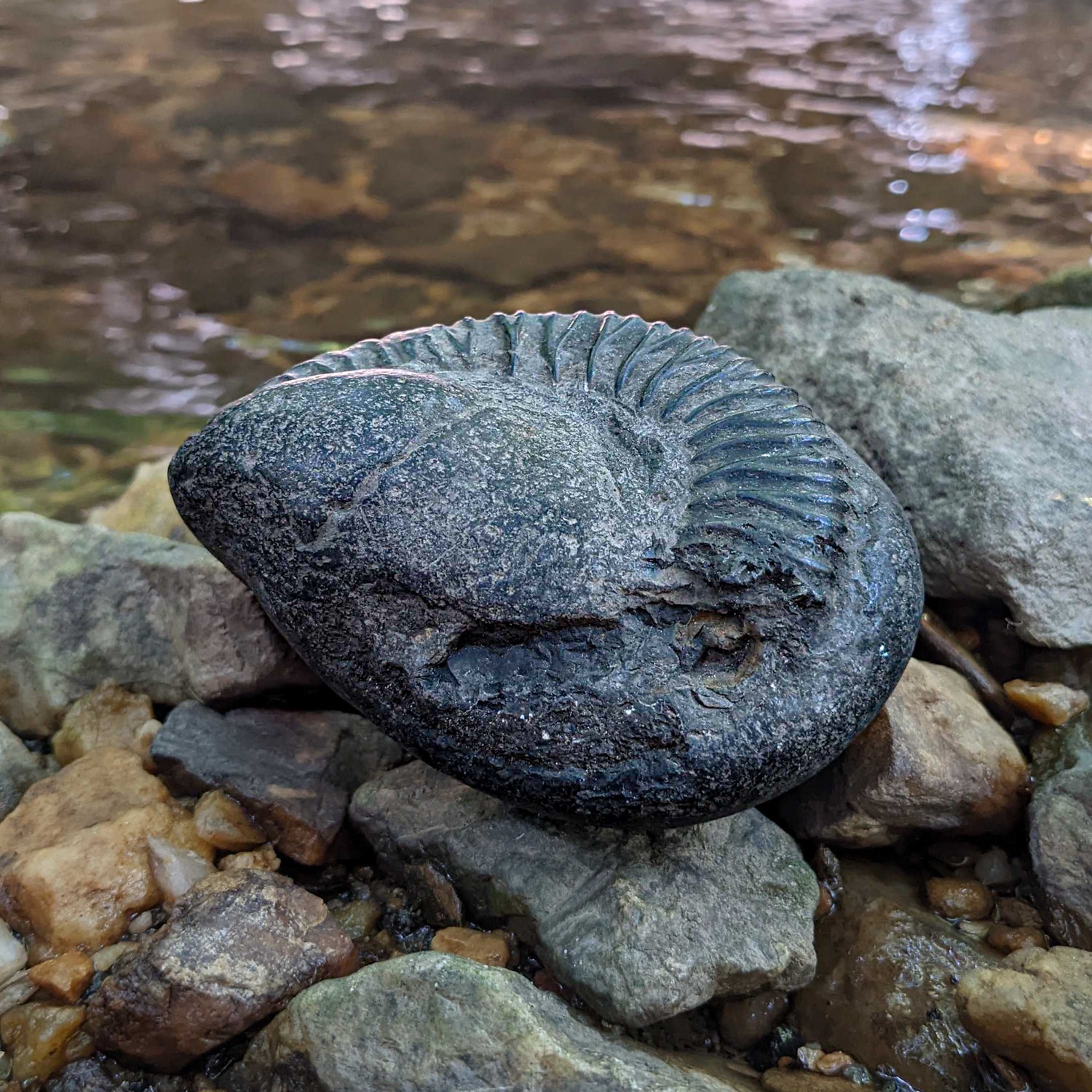 Tethys Ocean Floor Collectible Specimen - Mini Museum