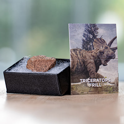 Terrific Triceratops Frill Pocket Fossil