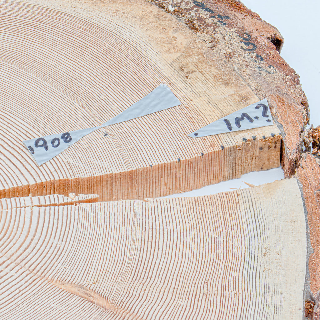 1908 Tunguska Event Surviving Tree Surviving Tree Fragment Collectible ...