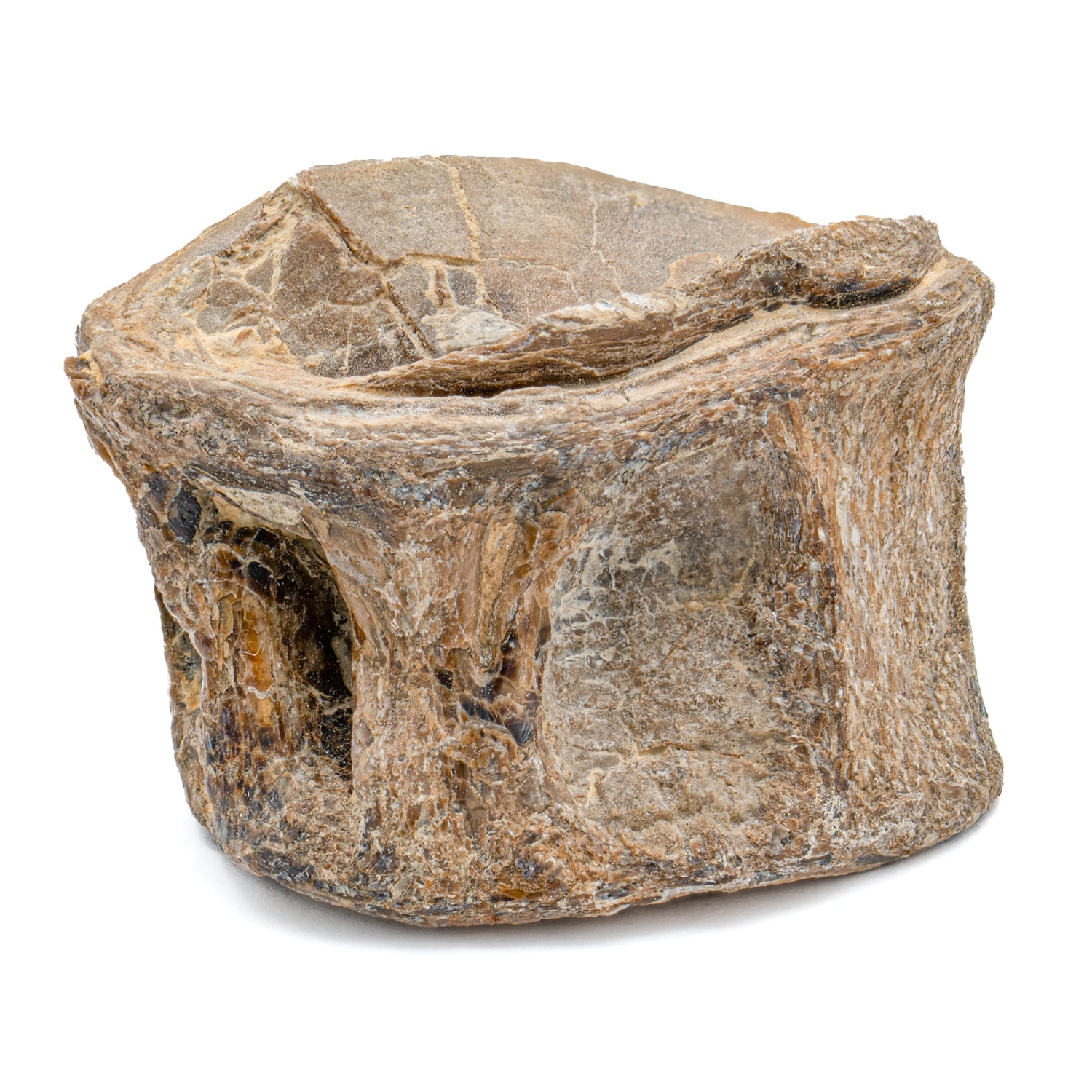 xiphactinus-standard-sku-MAIN-