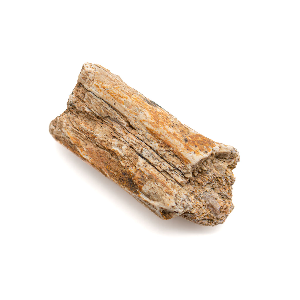 Dimetrodon 0.88" Neural Spine Fragment