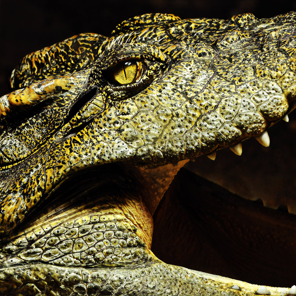 Mega Croc Scute - Sarcosuchus Fossil