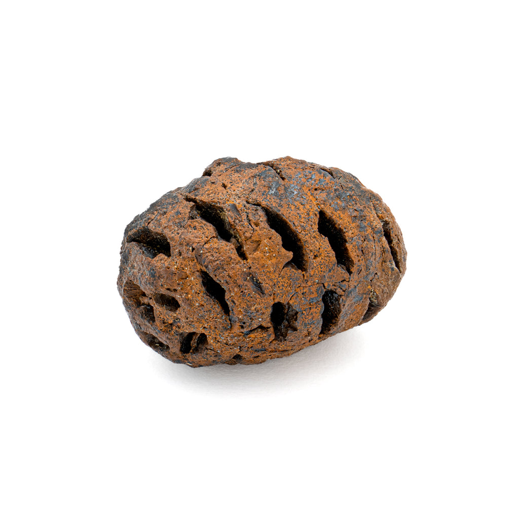 Hell Creek Dawn Redwood - SOLD 0.91" Fossilized Metasequoia Cone