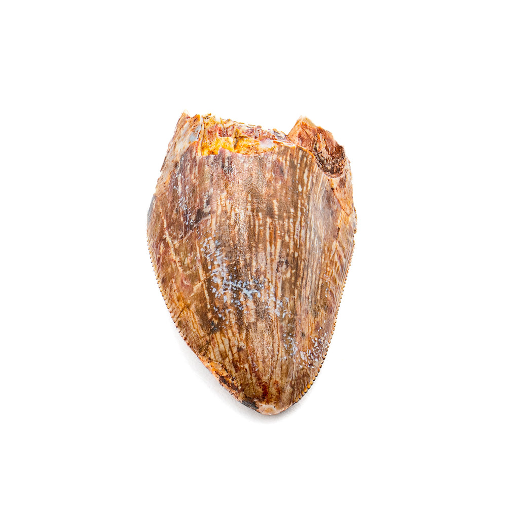 Phytosaur Tooth - SOLD 0.97"
