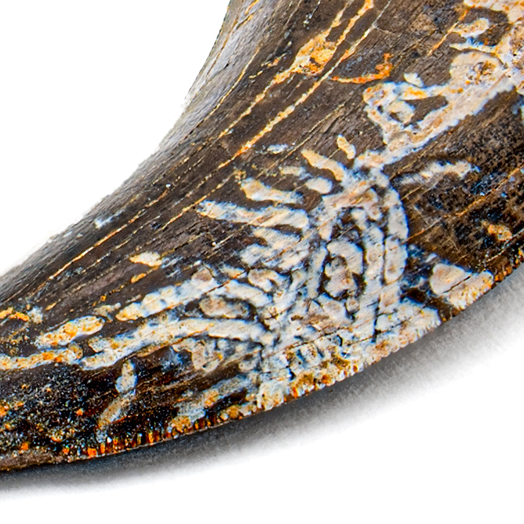 Nanotyrannus Tooth - SOLD 1.01" Fossil Tooth