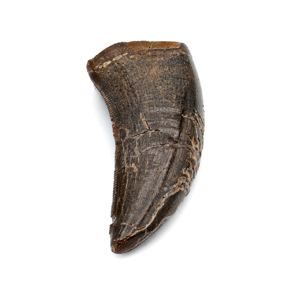 Nanotyrannus Tooth - SOLD 1.04" Fossil Tooth